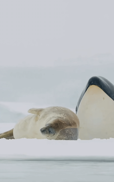 6693227385fec5212c60c0f95a8d810327a43b56_20260517102546.gif