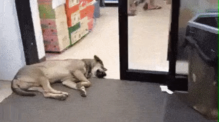 cfced883cc73bfec63e8ba57456451009a7af743.gif