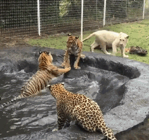 다운로드.gif