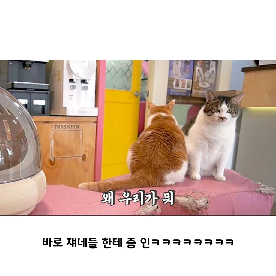 1000103076.webp