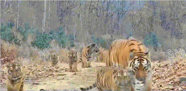 1779554644_550279788.gif