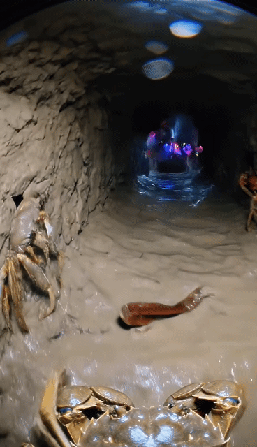19ec40784ac142ca5bdc47361c4b17042df09a05_20260527123931.gif