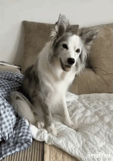 zall1754978954_1194922793.gif
