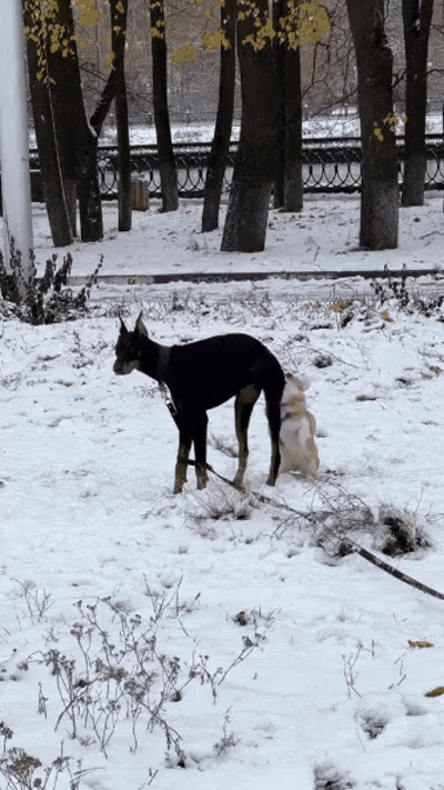 b55a817047995f955aba76ad5c173f85 (1).gif