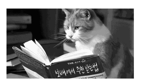 cat3.jpg
