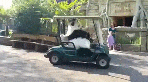 66065.gif