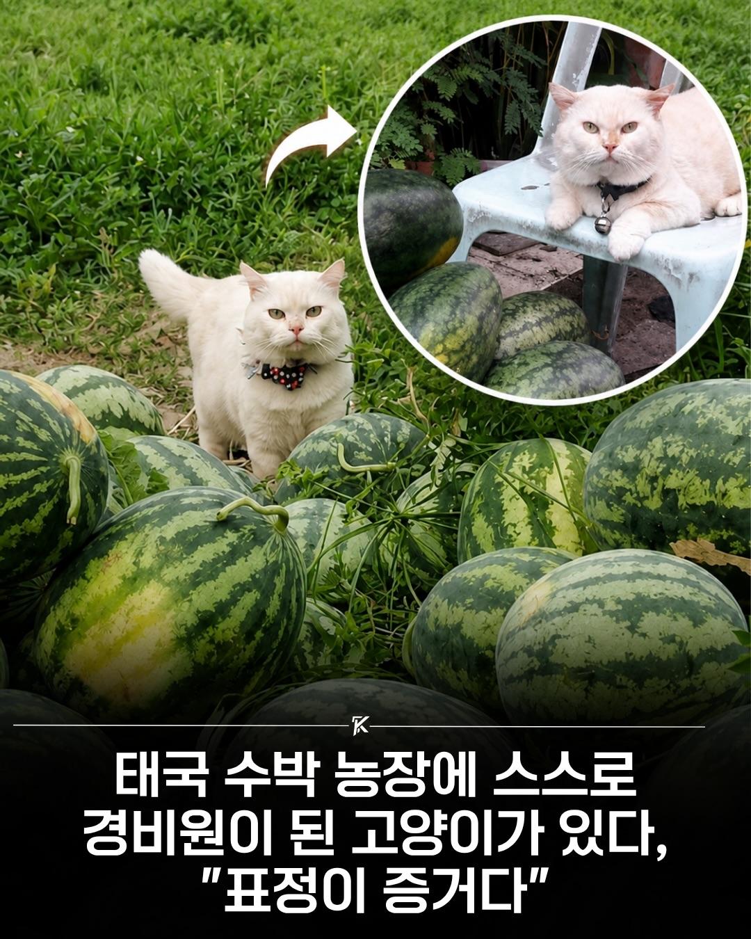 태국의 한 수박 농장에 스스로 경비원이 된 고양이가 있습니다.ㅤ이름은 ... 가족이 운영하는 수박 농장에서 살고 있는데, 갓 수확한 수박 더미 옆에 딱 자리를 잡고 앉아 예리.jpg