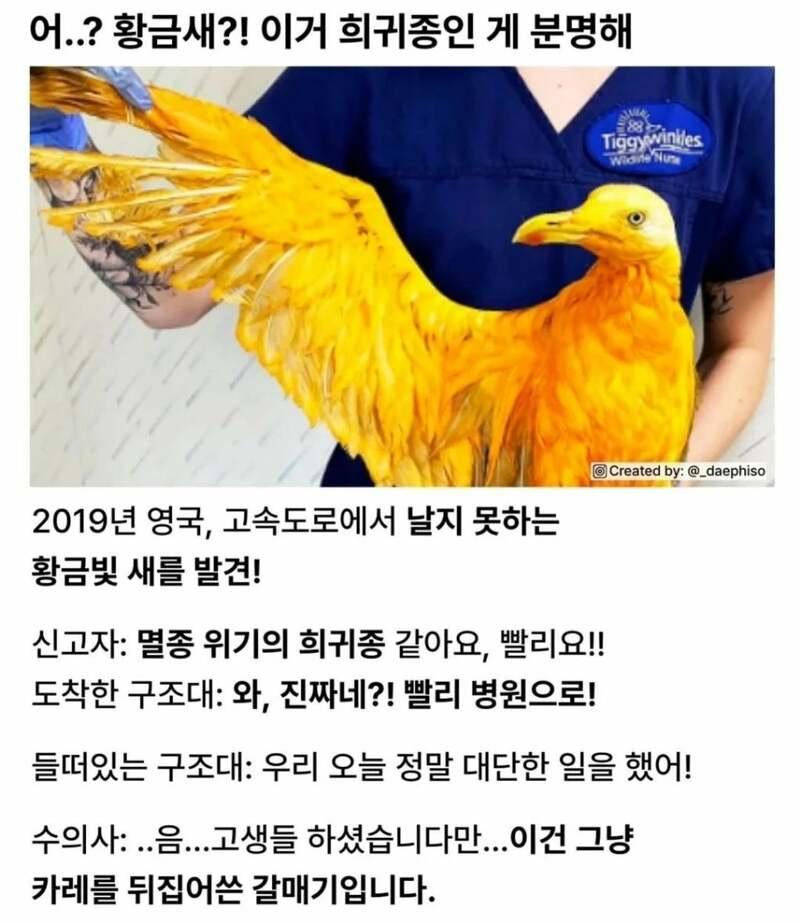 황금새.jpg