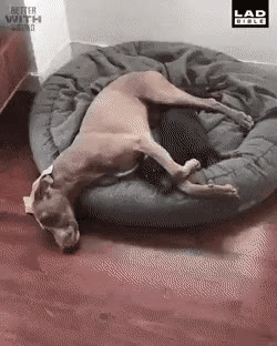 23.gif