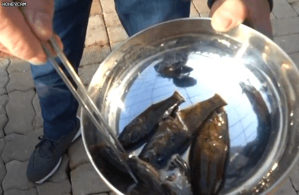 IMG_1782.gif