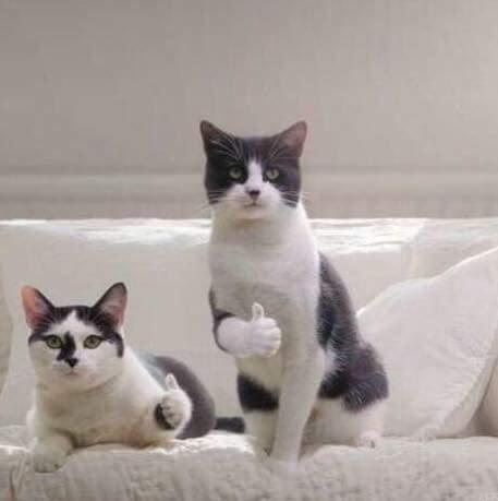 고양이 두마리 굿.jpg