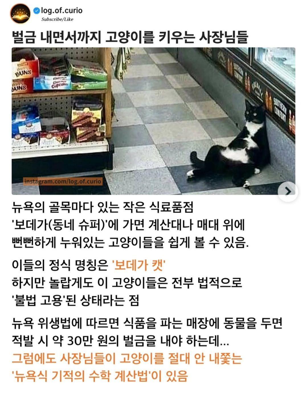 미국 마트 사장들이 벌금 내면서까지 고양이를 키우는 이유 - 유렉카 채널 000.jpg
