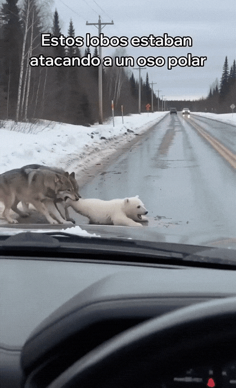 GIF_20260810_150922_005.gif