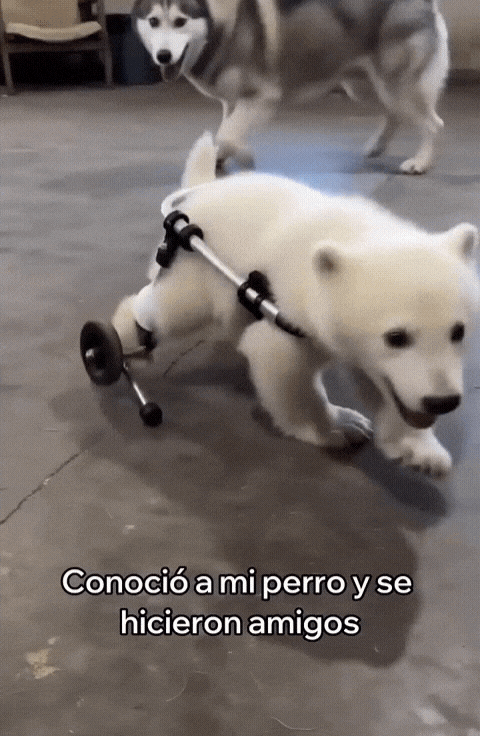 GIF_20260810_151554_511.gif