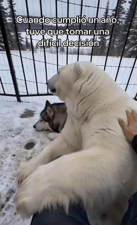 GIF_20260810_151737_926.gif