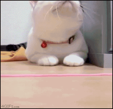 4043fb5406cee49e167c89f96201c0c3.gif