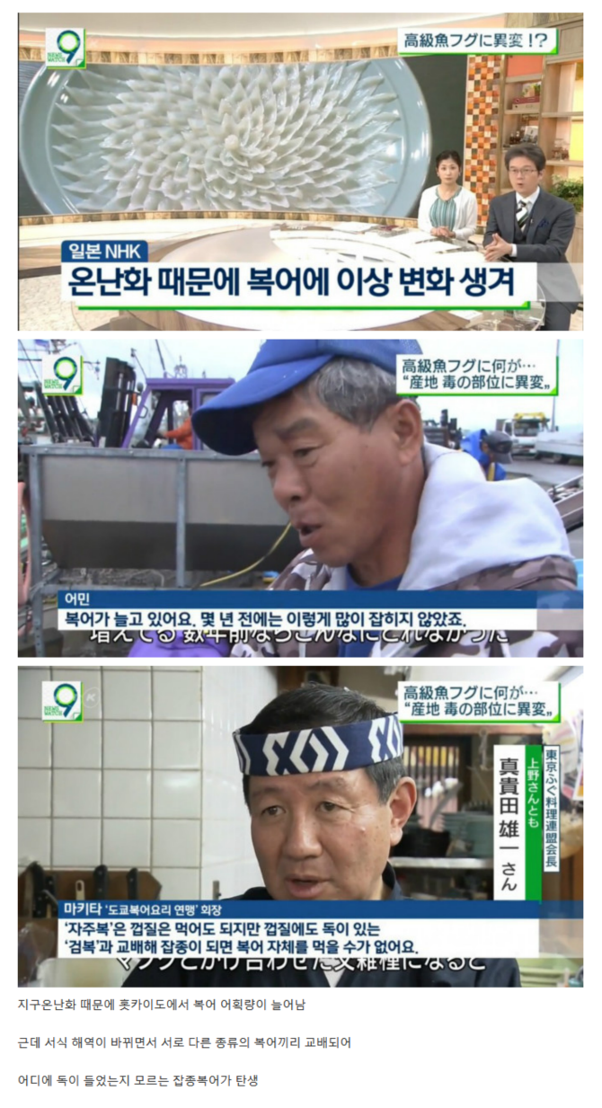복어에 대해 아시는 분??? | 보배드림 자유게시판