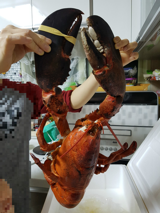 디젤? 휘발유? | 보배드림 수입차게시판
