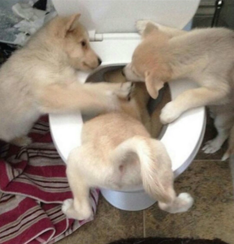 댕댕이