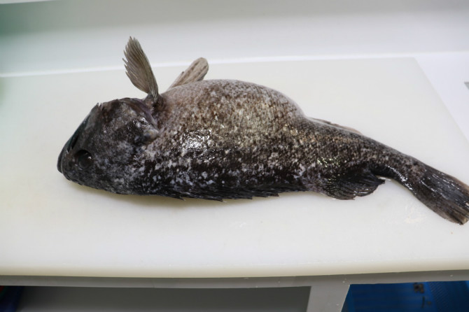 (횟집실장) 약 4kg 짜리...자연산 우럭 - 보배드림 베스트글