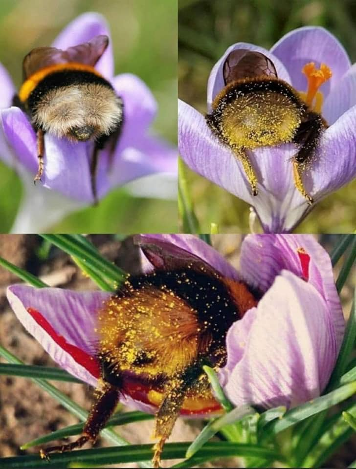 때때로 꿀벌은 꽃가루를 수집하는 동안 피곤함을 느끼고 엉덩이 덮개가 꽃가루에 묻힌 채 꽃 위에서 잠이 듭니다.j4kn0k8wtks91.png