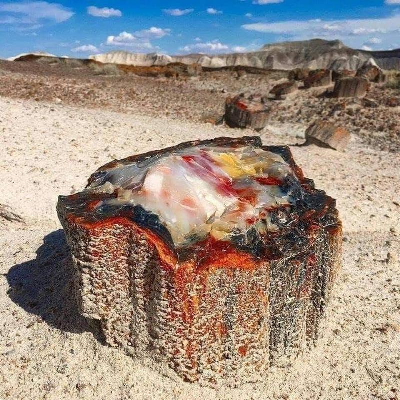 애리조나에 있는 2억 2,500만 년 된 석화된 오팔 나무 줄기lyfodaz58x841.jpg