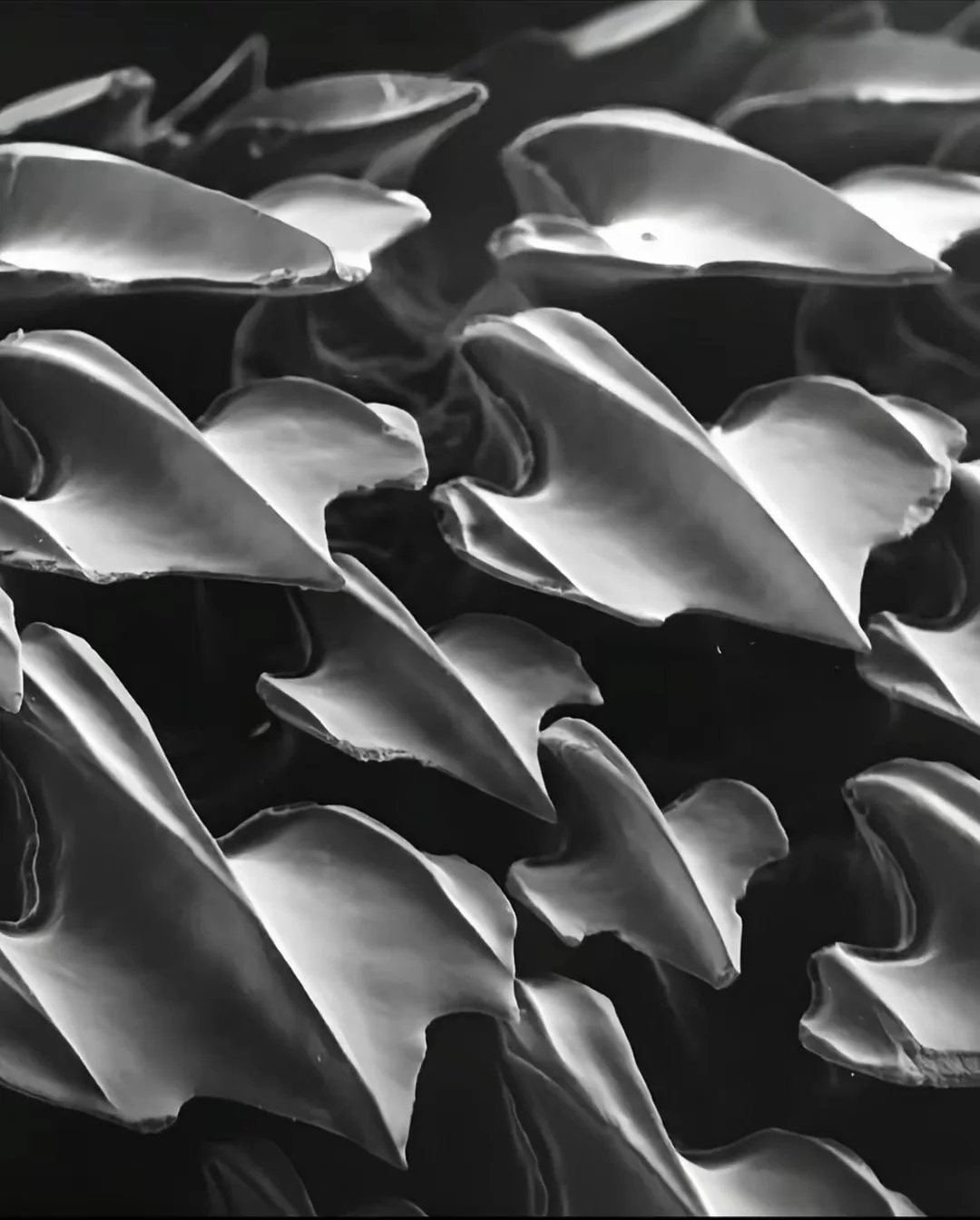 shark-skin-as-seen-under-an-electron-microscope-v0-83o2aiu35t7f1.jpeg