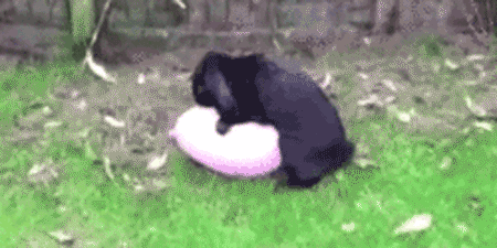 IMG_2994.gif