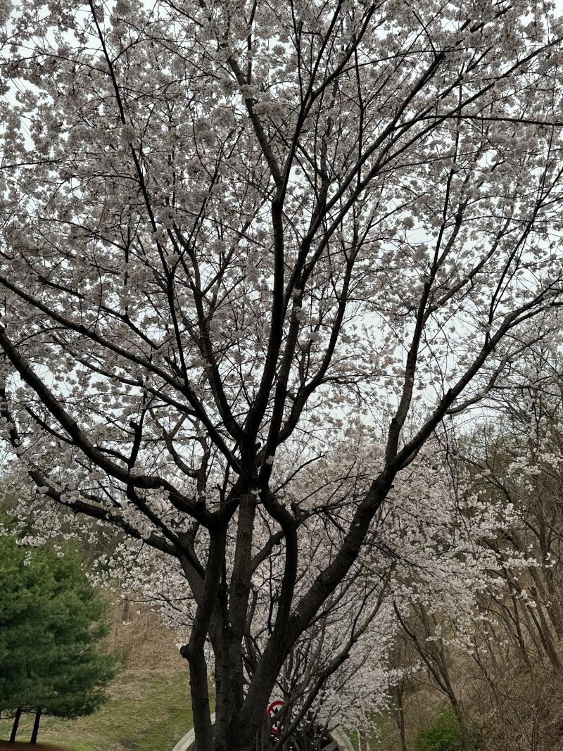 IMG_4264.jpeg