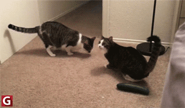 IMG_8429.gif