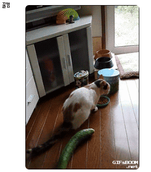 IMG_8428.gif