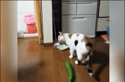 IMG_8425.gif