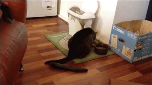 IMG_8424.gif