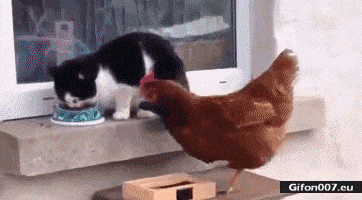 IMG_8421.gif