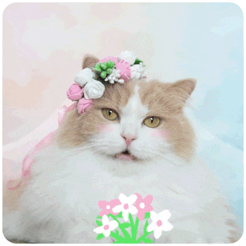 IMG_8472.gif