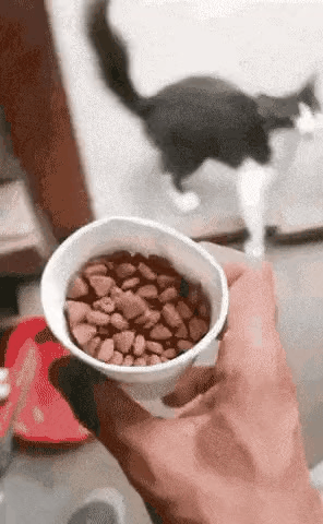 IMG_5080.gif