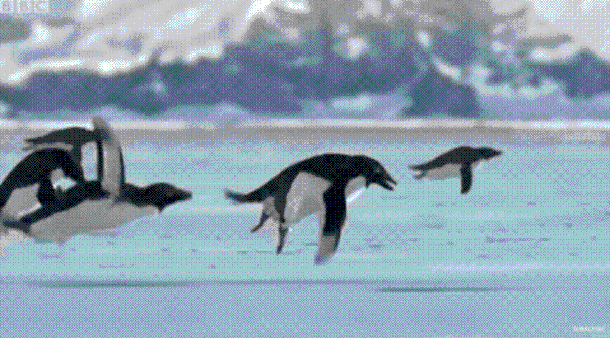 ch_1743558184265_95572_1.gif