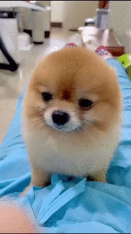 42bcaaebdf42a00dd13593be67d2c5d34155ba9e.gif