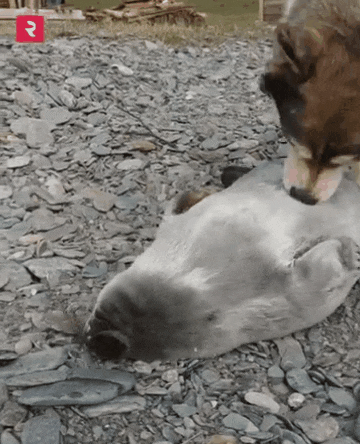 1-2.gif