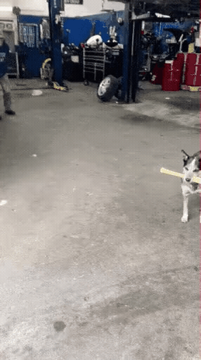 AgQW1679527070_443415135.gif