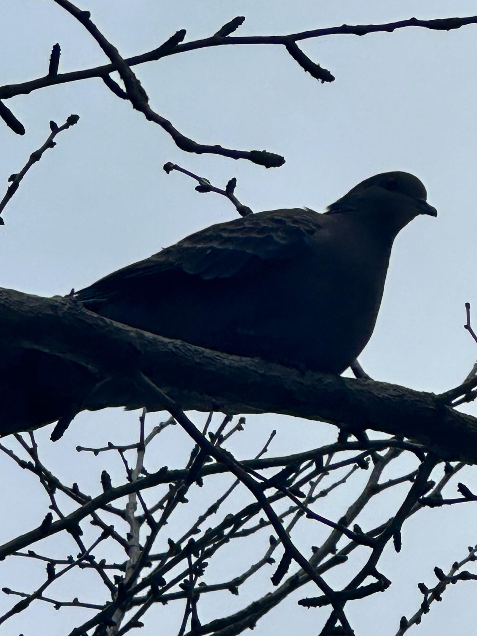 IMG_8580.jpeg