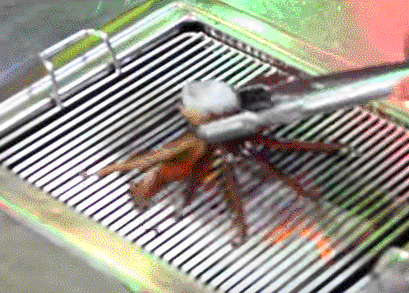 1545120460.gif