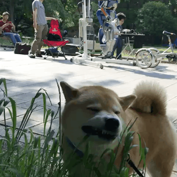 AgQW1679527080_977092128.gif