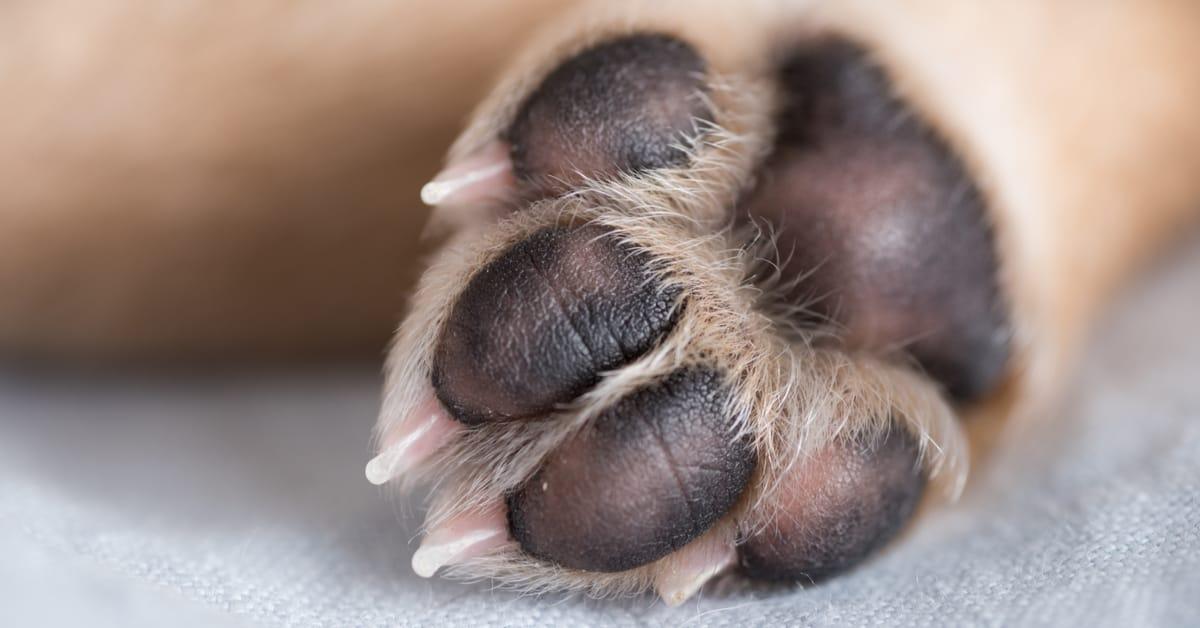 dog-paw-anatomy.jpg