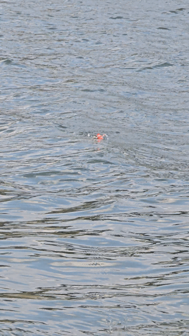 1000087411.gif
