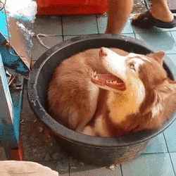 DAQX1784085073_1812742548.gif