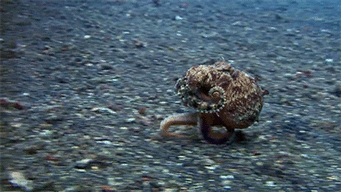 stee1777253616_919285215.gif