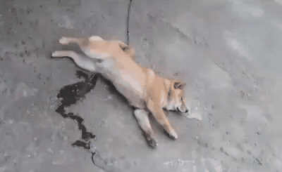 IMG_5073.gif
