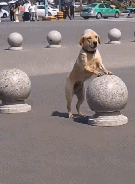 0dd0b7b194a17a4fe8581b1ab028592cf29d18e83c991fbb9bdd0e9514d80805.gif
