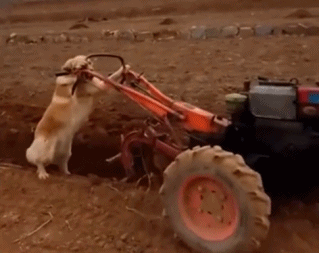 bugm1562929396.gif